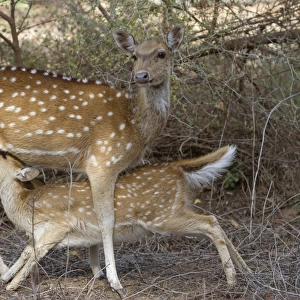 Spotted Deer (Axis axis) adult female with young, suckling, Ranthambore N. P. Rajasthan, India, March