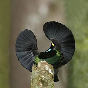 Victorias Riflebird (Ptiloris victoriae) adult male, displaying, perched on display post, Atherton Tableland