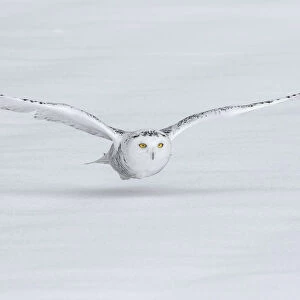 Canada, Ontario. Snowy owl flies low to ground