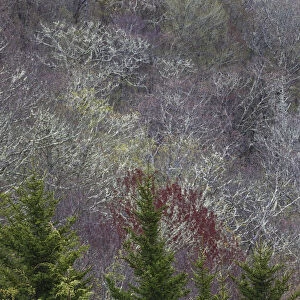 Lichen covered trees at high elevation, Great Smoky Mountains National Park, North Carolina