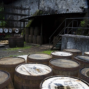 MARTINIQUE. French Antilles. West Indies. J. M. Distillery in Macouba. Oak barrels