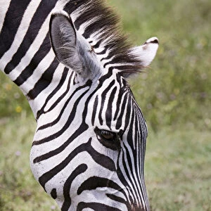 Ngorongoro Conservation Area, Tanzania, Africa. Plains Zebra