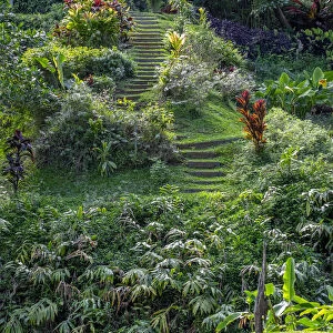 Princeville Botanical Garden, Princeville, Kauai, Hawaii