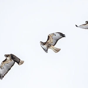 Red tailed hawk in flight sequence at Ninepipe WMA near Ronan, Montana, USA digital