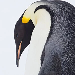 Snow Hil, Antarctica. Close-up of Emperor penguin. High Key