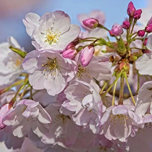 USA, Oregon, Coos Bay. Akebono cherry blossoms close-up