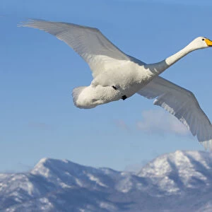 Whooper swans flying on frozen Lake Kussharo, Hokkaido