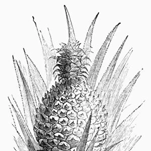 BOTANY: PINEAPPLE. Ananas comosus. Wood engraving, 19th century