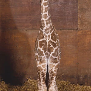 Baby Giraffe (Giraffa camelopardalis) standing in stable, front view