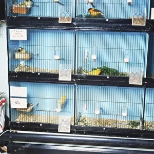 Birds in breeding cages