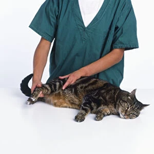 A cat being checked by a vet