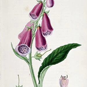 Foxglove (Digitalis purpurea) source of Digitalis. Used from Medieval times as emetic and purgative