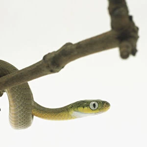 Green Cat-Eyed Snake