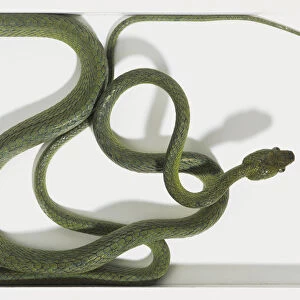 Overhead view of a Green Cat-Eyed Snake with a slender body and a row of very large centre scales covering a ridge running along the centre of the back. The head is large a narrow snout and protruding eyes