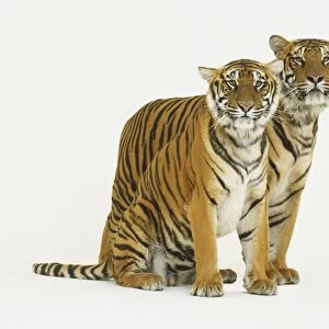 Pair of Tigers (Panthera tigris), one sitting and the other standing close behind it, side view