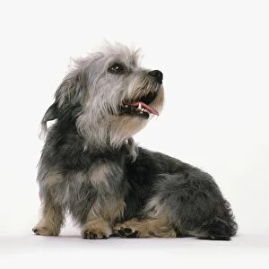 A seated Dandie Dinmont Terrier, panting, looking up