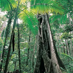 Fig Tree, Cooloola National Park, Queensland, Australia