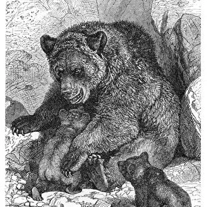 Brown bear and cubs engraving 1882