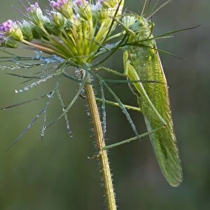 Great Green Bush-Cricket -Tettigonia viridissima-, Burgenland, Austria