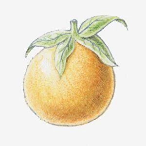 Illustration of an orange