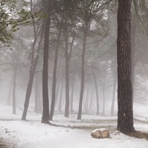 Interior of a forest snowed with fog