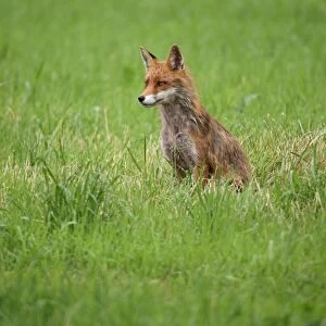 Red fox (Vulpes vulpes), Allgaeu, Bavaria, Germany, Europe