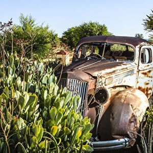 Rusty vintage car surrounded by plants, Karas, Namibia