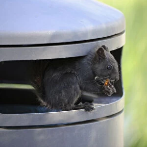 Squirrel -Sciurus vulgaris-, melanistic animal with black fur, sitting in a garbage can and eating Cola bottle wine gums, waste, Stuttgart, Baden-Wurttemberg, Germany