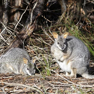Tammar Wallaby, Dama Wallaby or Darma Wallaby (Macropus eugenii), Kangaroo Island, Australia