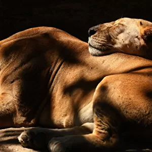 El Salvador-Animal-Zoo-Lion