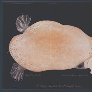 American Softshell Turtle or Trionyx, formerly called Blue Turtle, 1881 (graphite and watercolour)