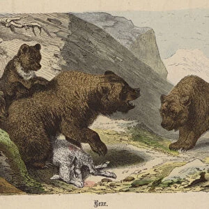 Bear (coloured engraving)