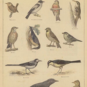 Birds beneficial to agriculture (colour litho)