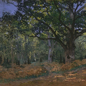 The Bodmer Oak, Fontainebleau Forest, 1865 (oil on canvas)