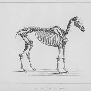 The bones of the horse (litho)