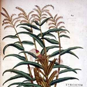 The corn - in "De Historia Stirpium commentarii insignia"