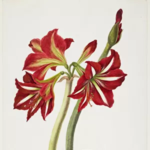 E. F. Seedling Amaryllus, May 1824 (w / c on paper)