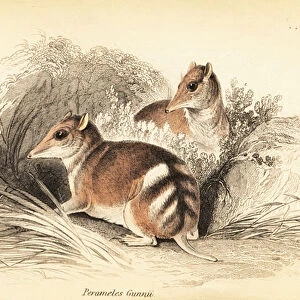 Eastern barred bandicoot, Perameles gunnii. 1841 (engraving)