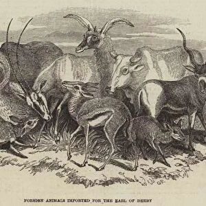Foreign Animals imported for the Earl of Derby (engraving)