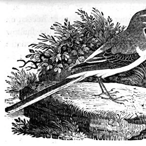 The Grey Wagtail, illustration from A History of British Birds by Thomas Bewick
