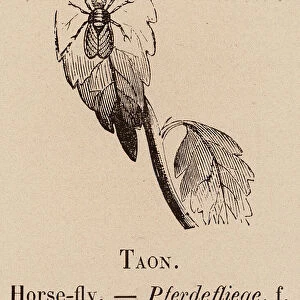 Le Vocabulaire Illustre: Taon; Horse-fly; Pferdefliege (engraving)