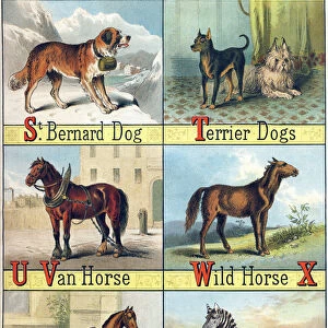 Letters S, T, V, W, Y and Z: St Bernard Dog; Terrier Dogs; Van Horse; Wild horse