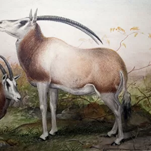 The Leucoryx Antelope, Oryx Leucoryx, c. 1850 (w / c on paper)