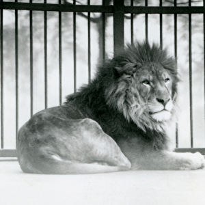 A male Lion resting in his enclosure at London Zoo in March 1925 (b / w photo)