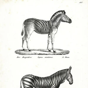 Plains zebra, Equus quagga, and mountain zebra, Equus zebra, vulnerable. Lithograph by Karl Joseph Brodtmann from Heinrich Rudolf Schinz's Illustrated Natural History of Men and Animals, 1836