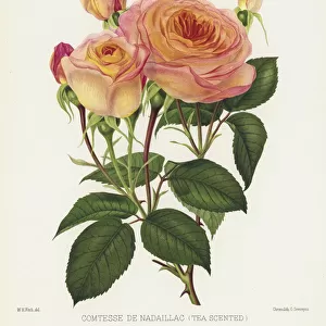 The Rose Garden: Comtesse De Nadaillac, Tea Scented (chromolitho)