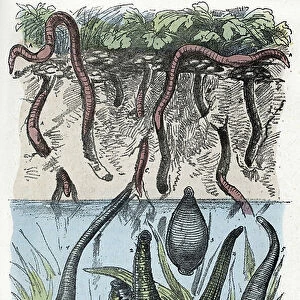 Zoological plate: anneles worms (earthworm, leech) (Zoological plate: annelid (ringed worms or segmented worms) (ragworm, earthworm, leech) Engraving from " L'homme et la nature" by Rengade, 1887 Collection privee A