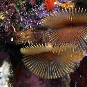Feather Duster Worms, Bonaire, Caribbean Netherlands