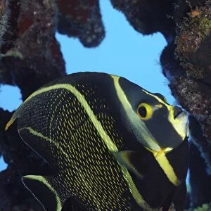 Juvenile French Angelfish in the Caribbean