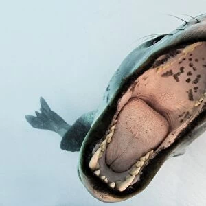 Leopard seal mouthing its own reflection in the camera port, Antarctica